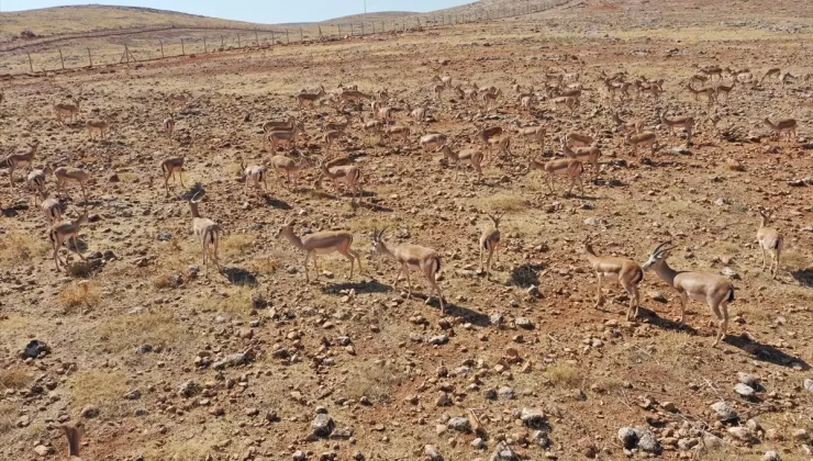 Şanlıurfa’daki Ceylanlar Doğaya Salınacak